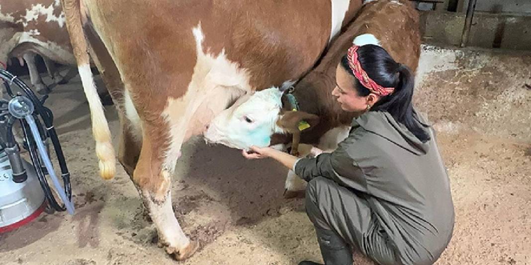 İstanbul’u bırakıp Giresun’a yerleştiler, kendi mandıralarını kurdular! 5 hayvan sayısı şimdi 40’a ulaştı: Üretim onlarla arttı 7